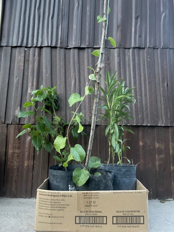 Producto - Combo 3 grandotas nativas