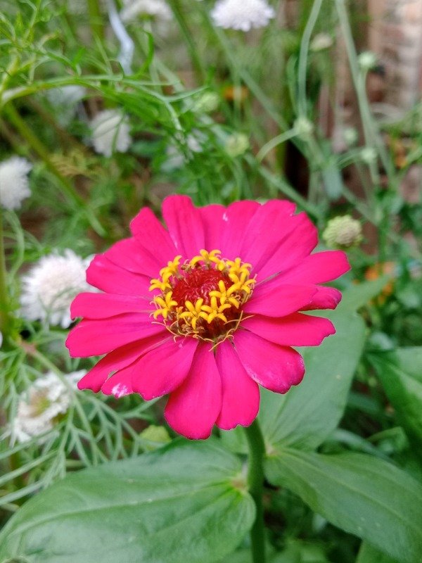 Producto - Semillas de Zinnias Mix - 5