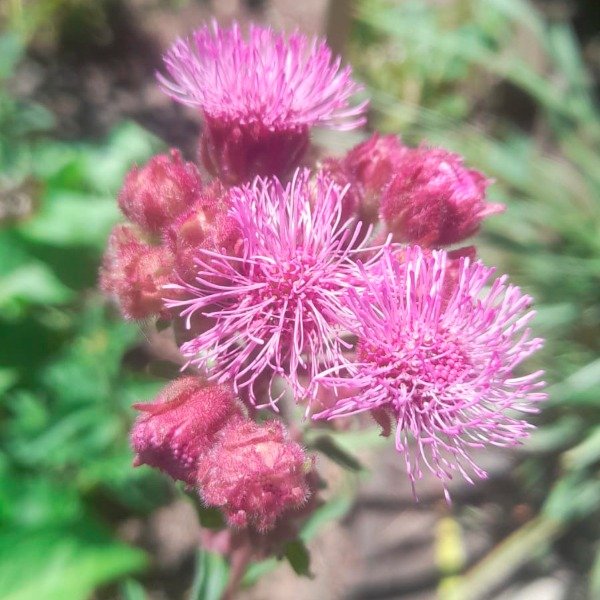Producto - Campuloclinium macrocephalum