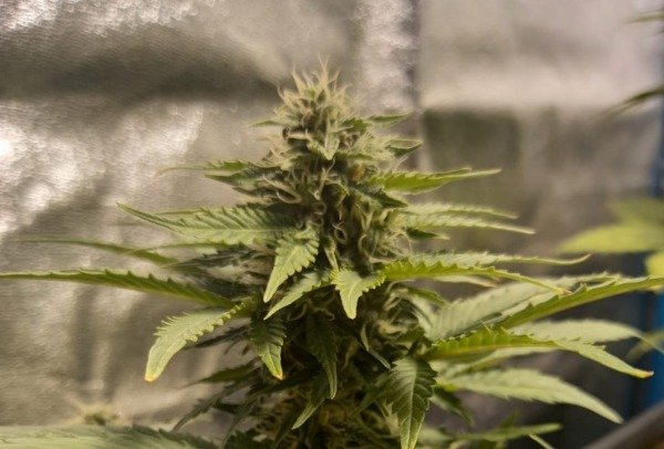 Producto - Pukara x3 (+1) Kannabia