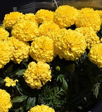 Producto - TAGETE AMARILLO ENANO