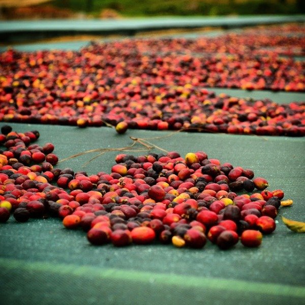 Producto - HONDURAS Natural 1k