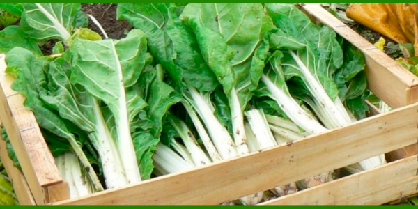 Producto - Acelga agroecológica x 500 gr de Foco Verde