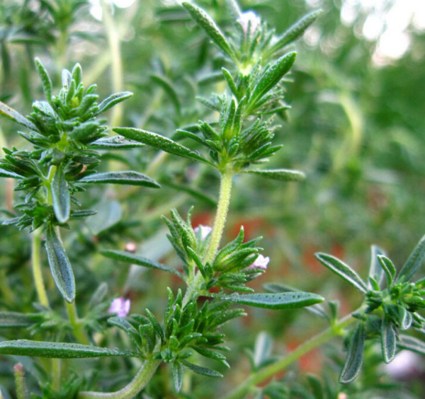 Producto - SEMILLAS DE AJEDREA DE VERANO SATUREJA HORTENSIS