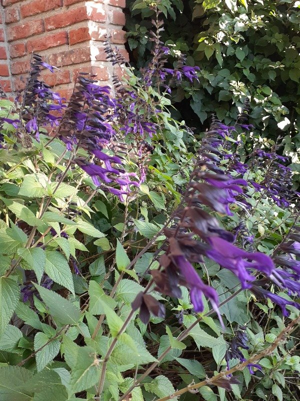 Producto - Salvia guaranítica