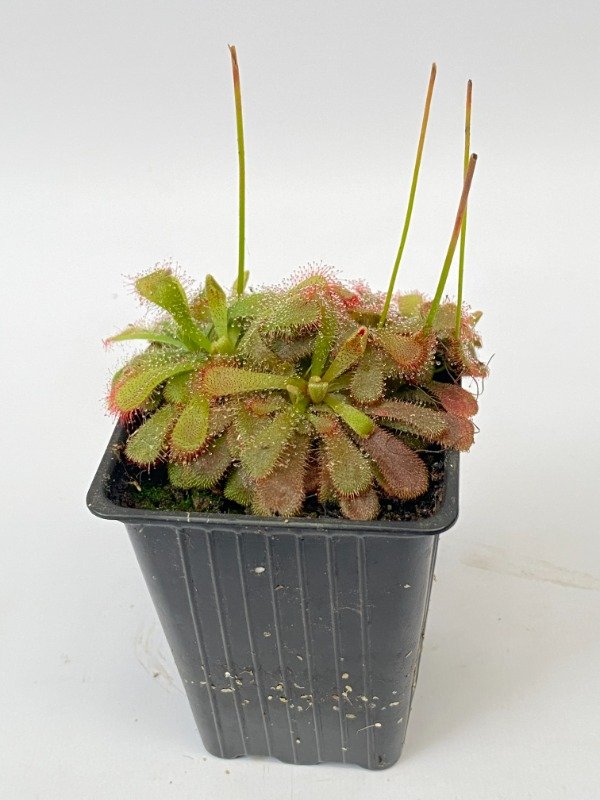 Producto - Drosera spatulata verde en maceta N10
