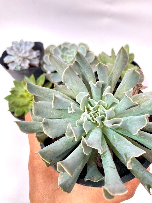 Miniatura de producto - 2