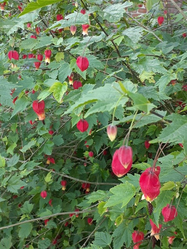 Producto - Abutilón megapotamicum - 0