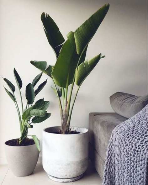 Producto - Strelitzia Nicolai