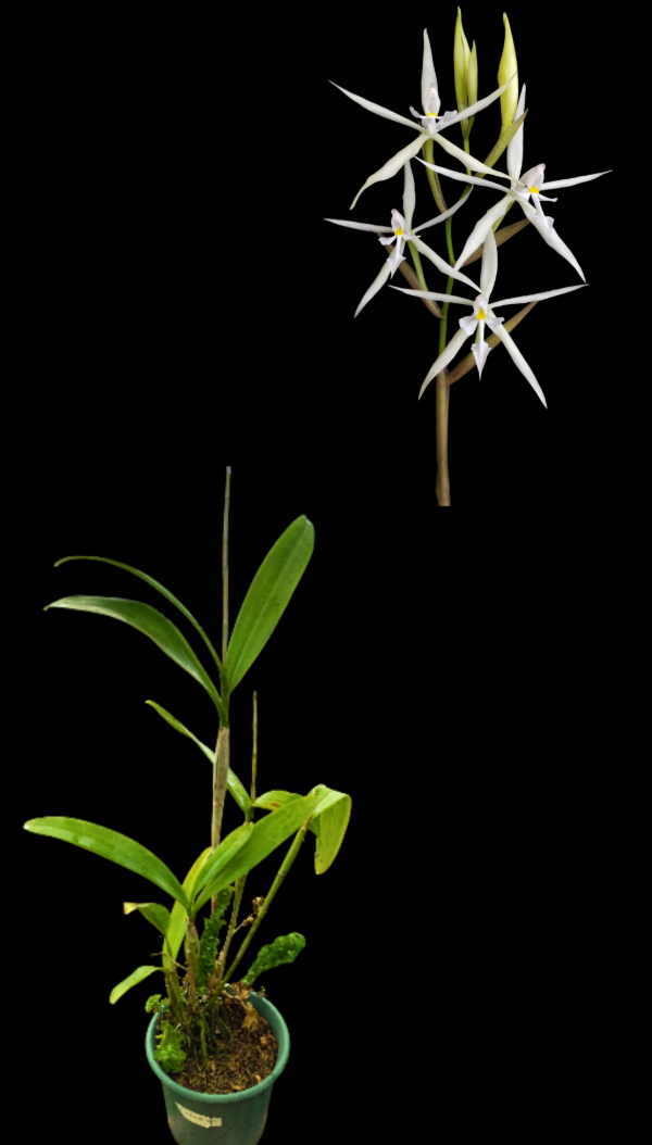 Producto - Epidendrum Viviparum