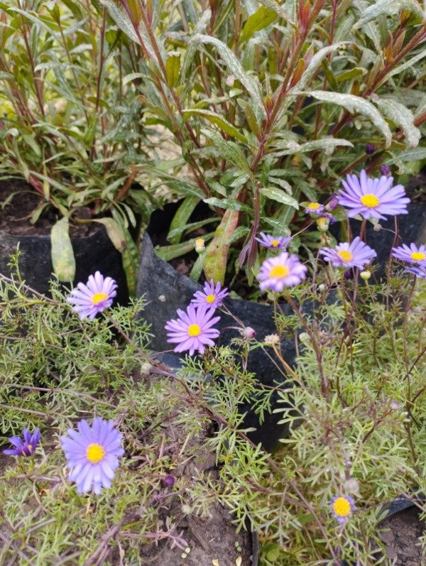 Producto - Brachycome