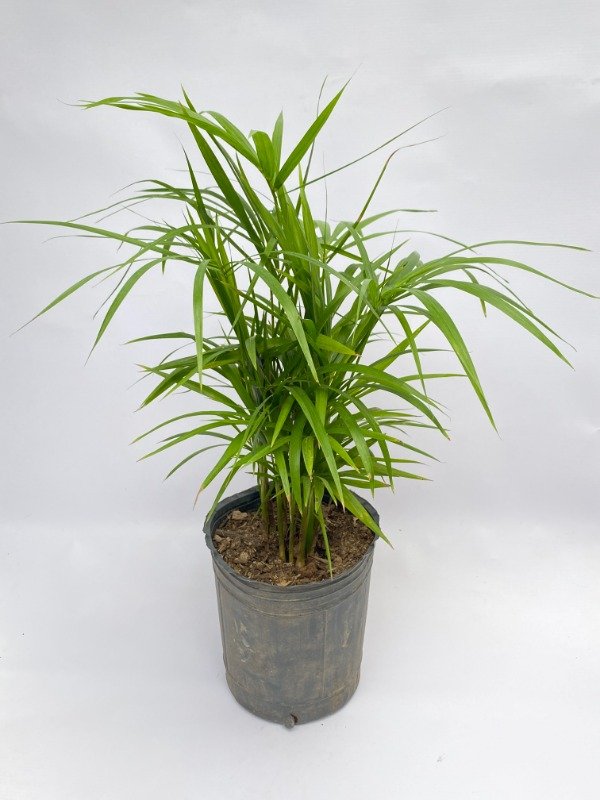 Producto - Palmito en maceta de 3 LT