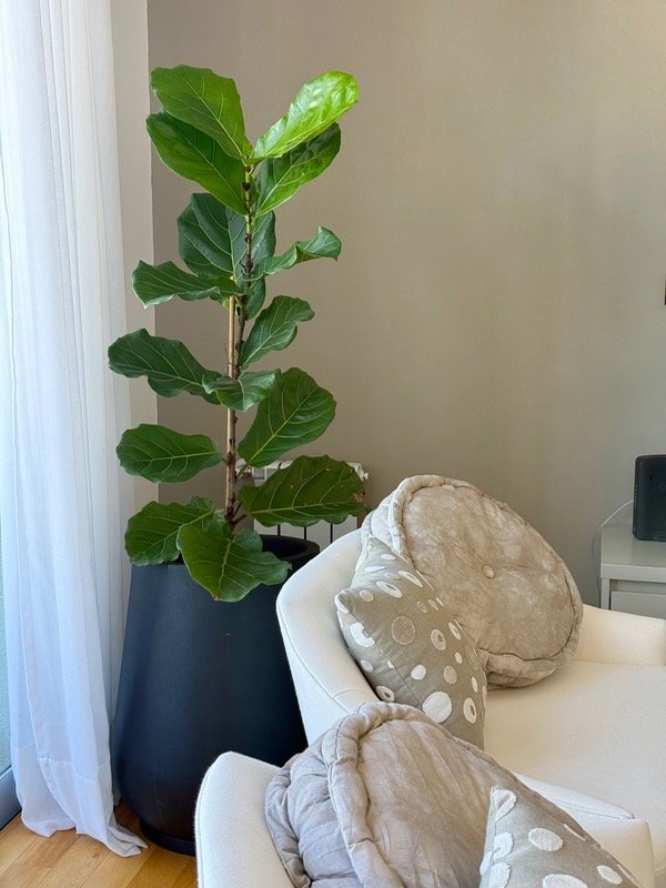 Producto - PANDURATA G