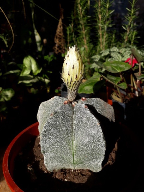 Producto - Astrophytum - 5