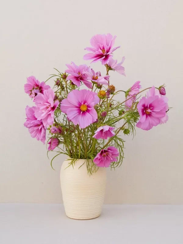 Producto - Cosmos bipinnatus Fizzy Pink Dark Centre - 2