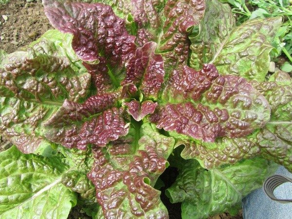 Producto - LECHUGA CRACOVIENSIS