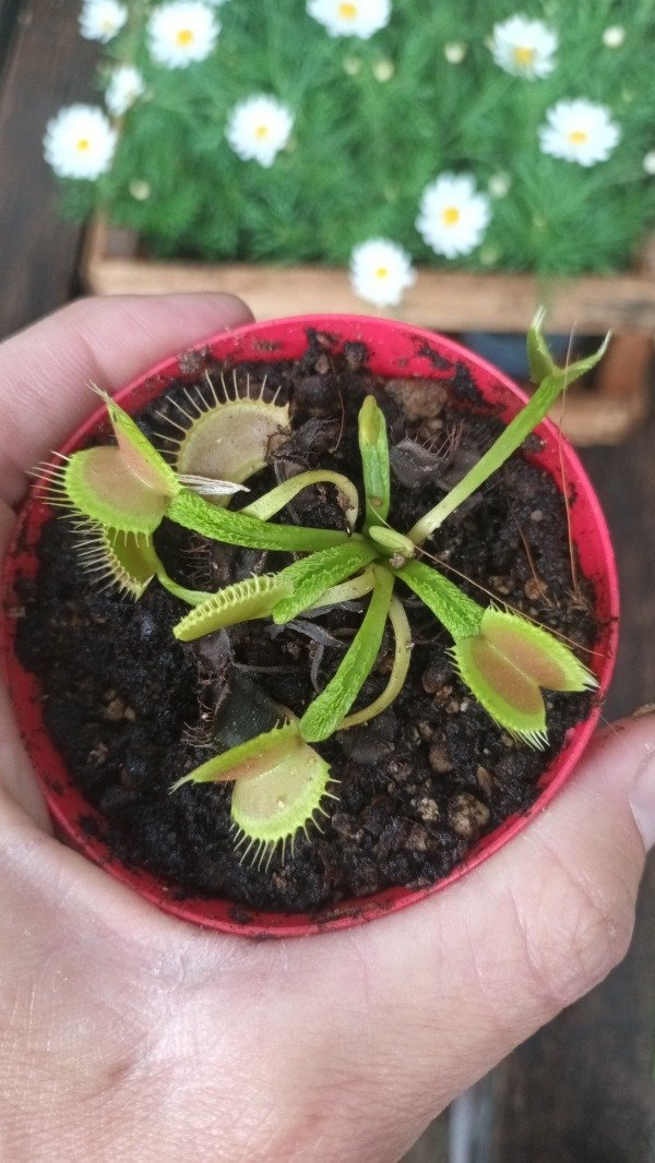 Producto - Venus Atrapamoscas - 2