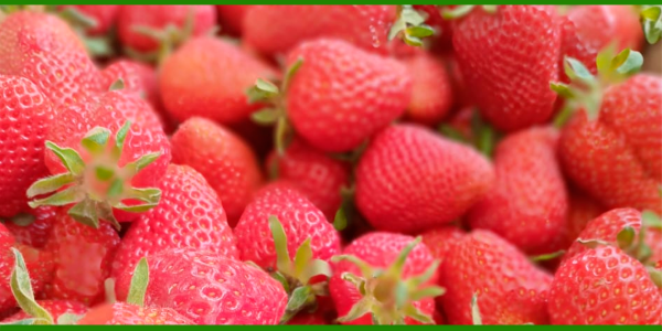 Producto - Frutilla agroecológica x kg SUJETO A DISPONIBILIDAD