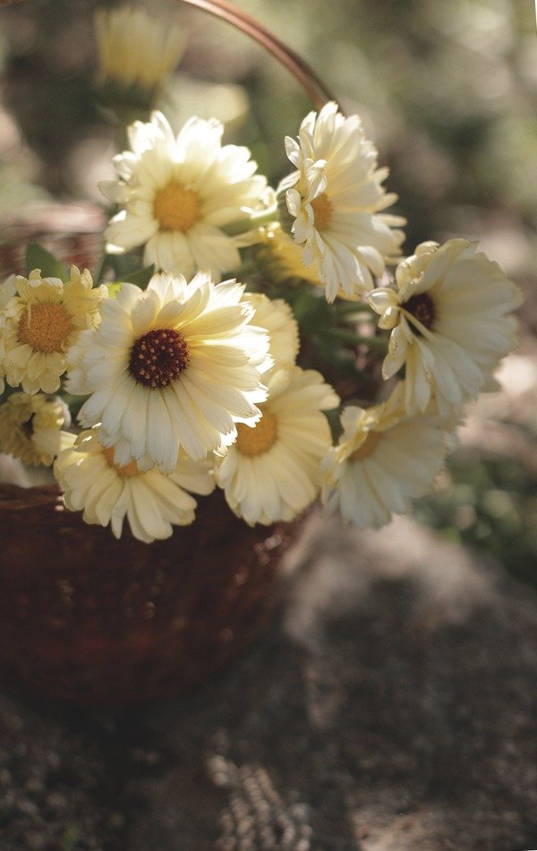 Producto - Caléndula officinalis "Ivory Princess"