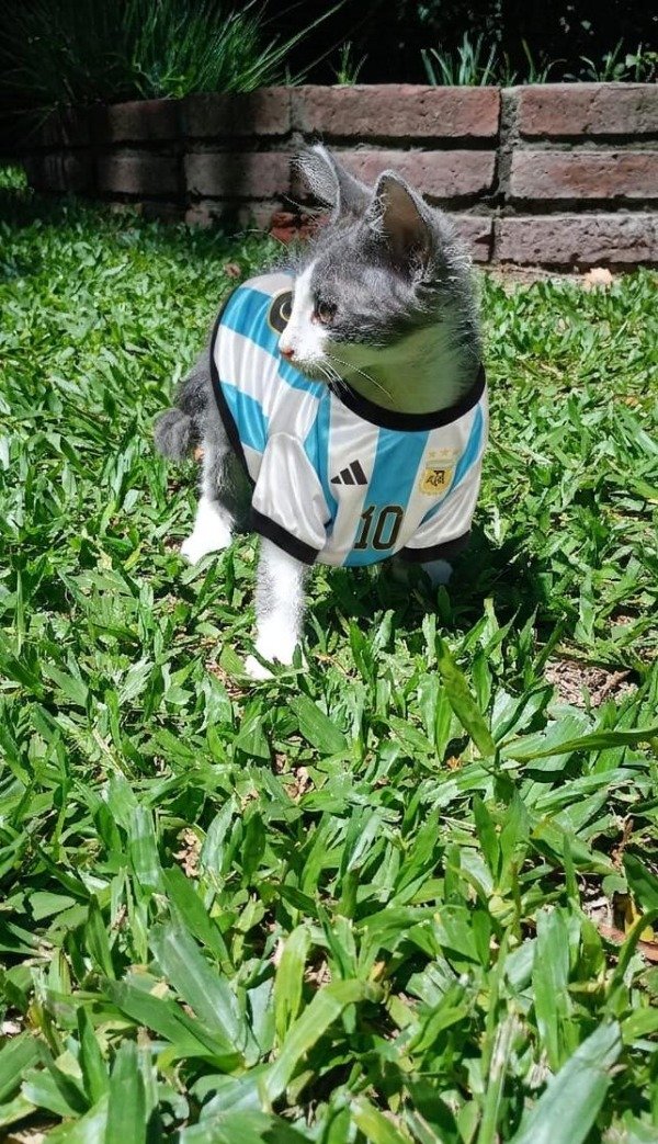 Producto - 12 buzos y 6 remeras arg.