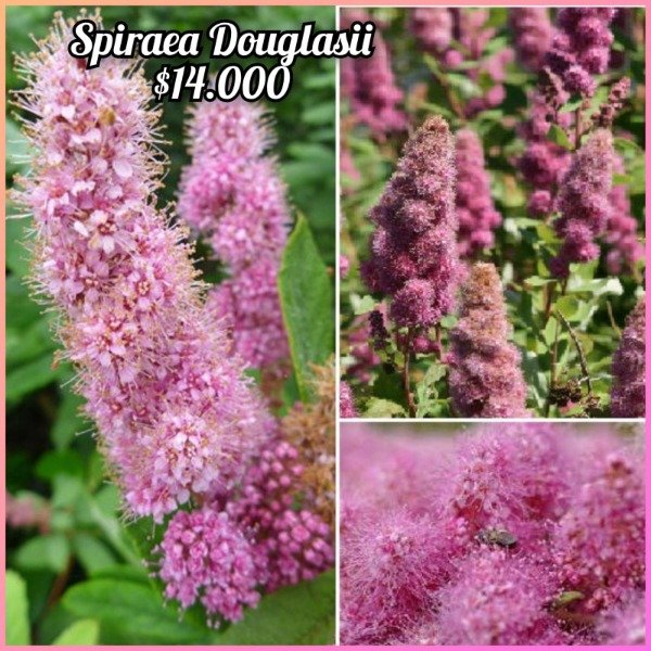 Producto - Spiraea Douglasii