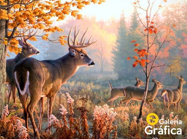 Producto - Paisaje FS 12