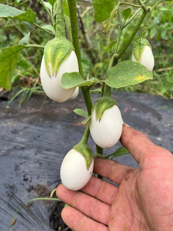 Producto - SEMILLAS DE BERENJENA BABY JAPANESE WHITE EGG PULPA SUAVE EXQUISITA