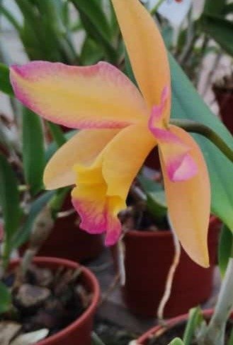 Producto - Cattleya Orquídea - 3