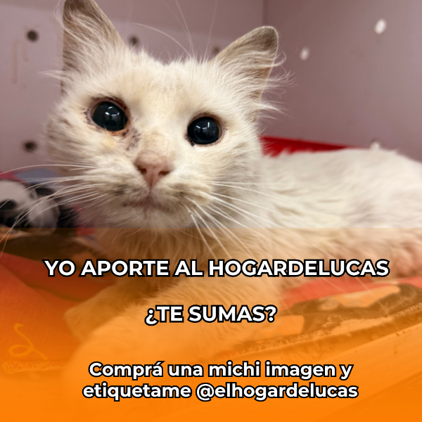 Producto - michi imagen 03
