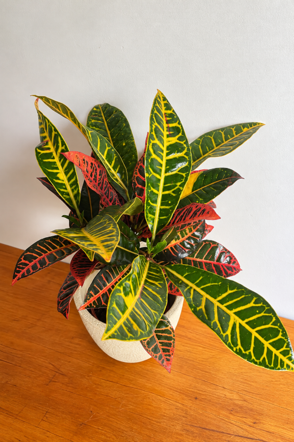 Producto - Croton Petra Mediano - 0
