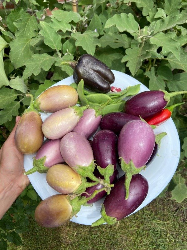 Producto - Semillas agroecologicas berenjena mix