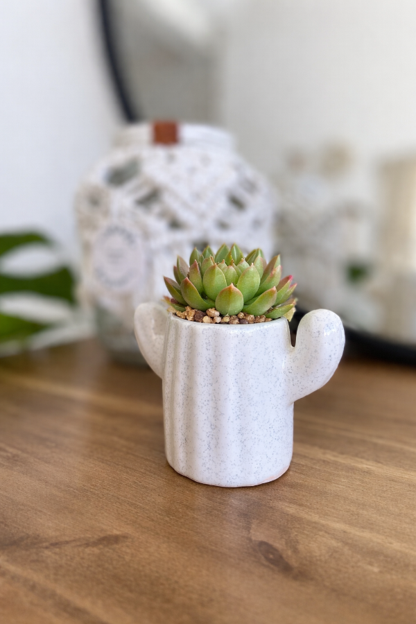 Producto - Maceta Mini Cactus