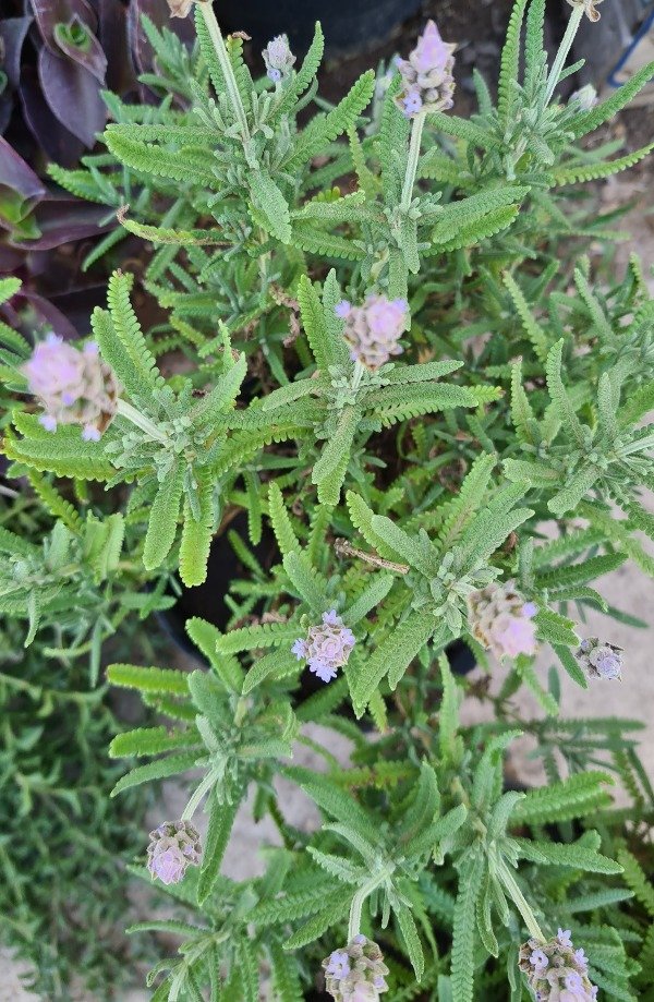 Producto - Lavanda plantin