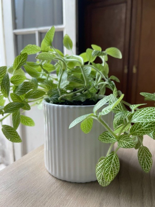 Producto - Maceta cerámica 10 cm con drenaje Blanco