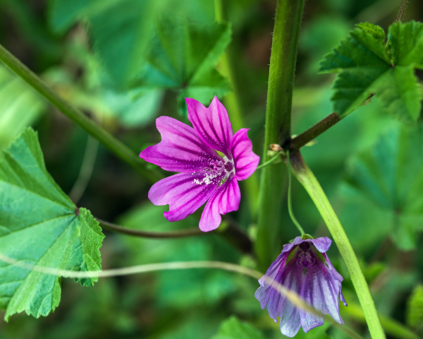 Producto - Semillas De Malva Sylvestris Mauritiana - 0