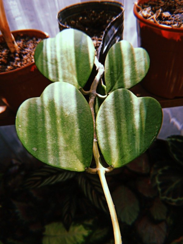 Producto - NACAR KERRY - Nacar corazón