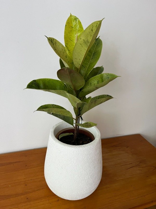 Producto - Gomero Moonshine