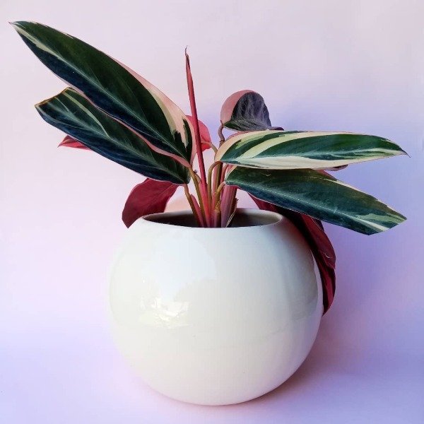 Producto - Maceta Esfera XL