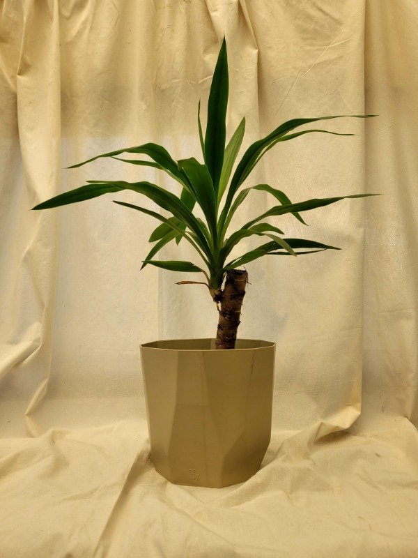 Producto - Yucca (tamaño mediano)