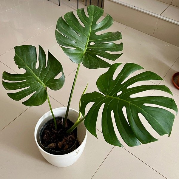 Producto - Monstera M - Costilla de adán