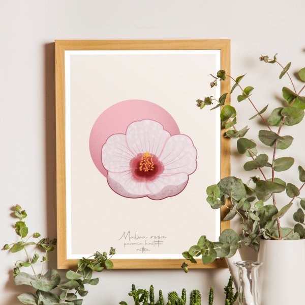 Producto - Malva rosa (lámina)