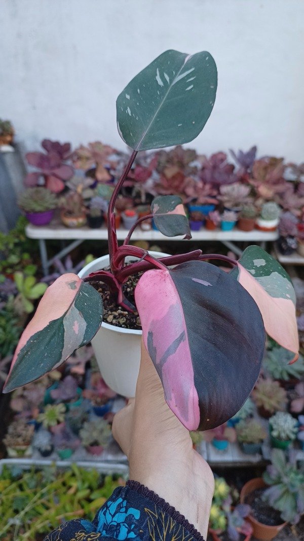 Producto - Philodendron Pink princess