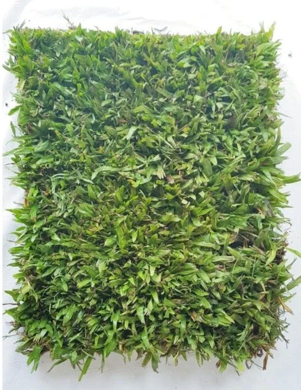 Producto - Grama Bahiana en Rollos Mt2