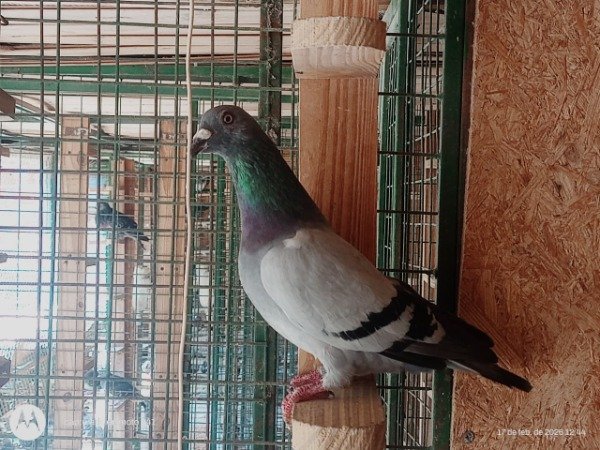 Producto - 1903442 / 25 Macho Azul Origen Roodhooft - Engels