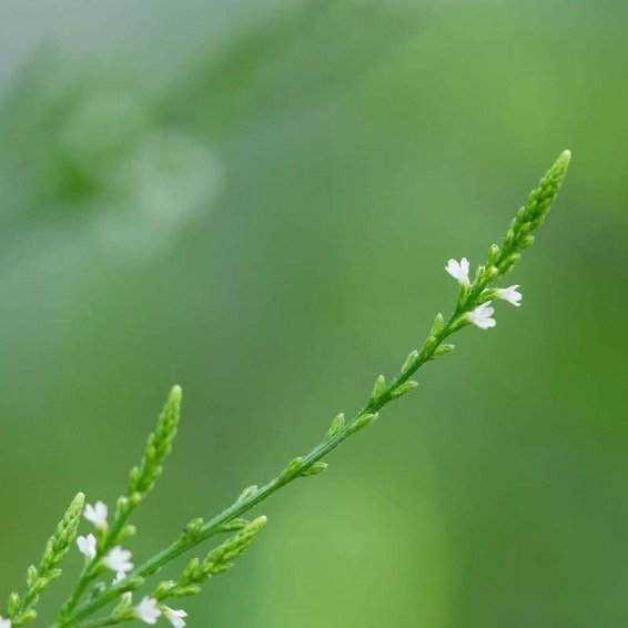 Producto - 20 semillas de Verbena urticifolia blanca - 1