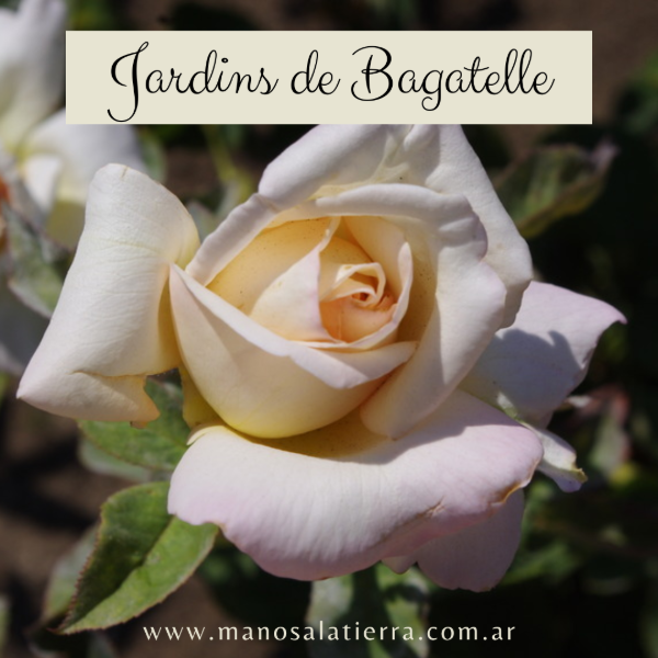 Producto - Rosal Jardins de Bagatelle
