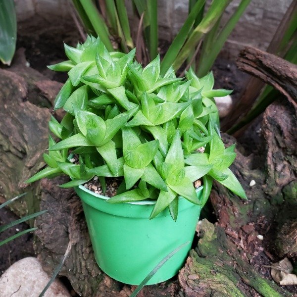 Producto - Haworthia cymbiformis
