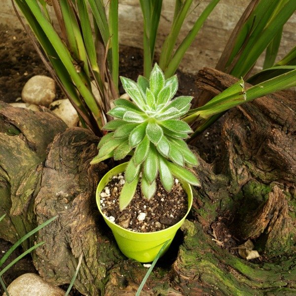 Producto - Echeveria pulvinata