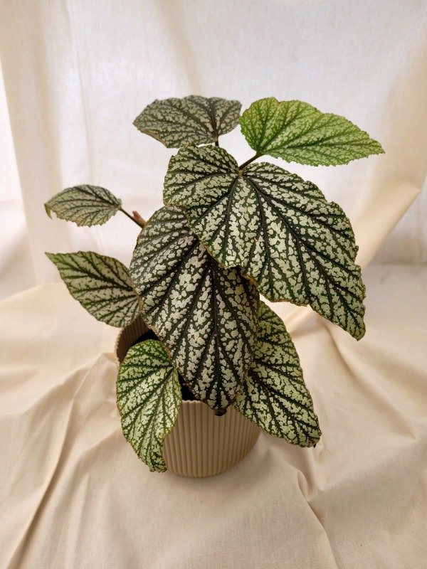 Producto - Begonia Cascada