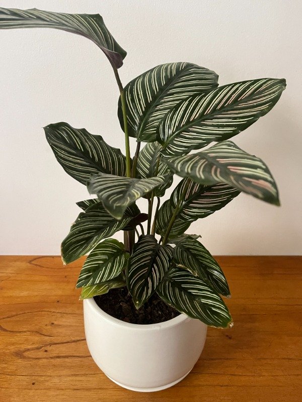 Producto - Calathea 1000 Rayas